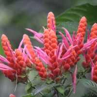 Aphelandra sinclairiana Nees